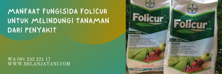 folicur, folicur fungisida, harga folicur, bahan aktif fungisida folicur, waktu penyemprotan folicur
