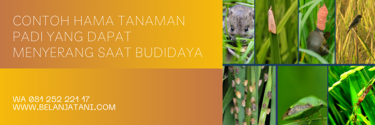 Jual Insektisida Spontan Untuk Padi Harga Terjangkau Berkualitas Unggulan | Belanja Tani spontan insektisida, bahan aktif spontan, harga spontan, dosis spontan untuk padi, insektisida spontan untuk padi