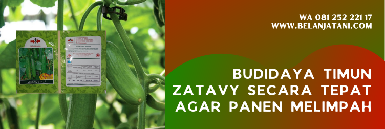 budidaya timun, budidaya mentimun, timun zatavy, harga bibit timun zatavy, masa panen timun