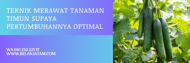 budidaya timun, budidaya mentimun, timun zatavy, harga bibit timun zatavy, masa panen timun