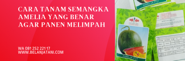 Cara Tanam Semangka Amelia Yang Benar Agar Panen Melimpah