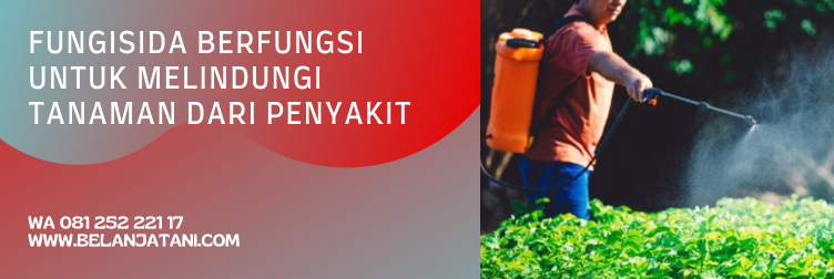 cabrio fungisida, harga cabrio 250 ec, waktu aplikasi cabrio, cabrio untuk cabe, cabrio untuk padi