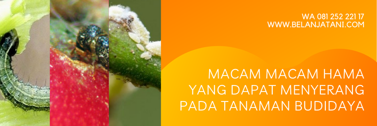 matador insektisida, pestisida matador, matador 25 ec, bahan aktif lamda sihalotrin, fungsi insektisida bahan aktif lamda sihalotrin