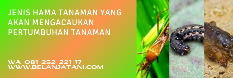 rizotin, insektisida sipermetrin, sasaran bahan aktif sipermetrin, insektisida bahan aktif sipermetrin, bahan aktif sipermetrin