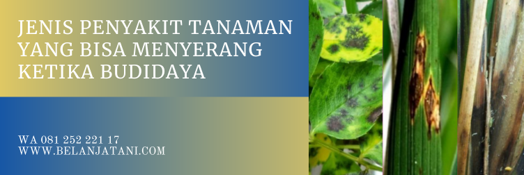 topsin fungisida, bahan aktif fungisida topsin, bahan aktif fungisida, bahan aktif metil tiofanat, dosis topsin per tangki