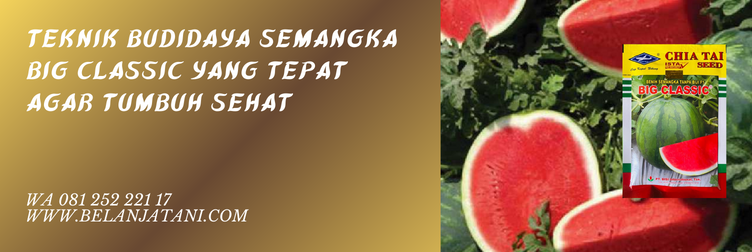 budidaya tanaman semangka, benih semangka big classic, budidaya semangka lahan kering, cara tanam semangka, cara merawat tanaman semangka