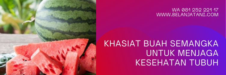 budidaya tanaman semangka, benih semangka big classic, budidaya semangka lahan kering, cara tanam semangka, cara merawat tanaman semangka