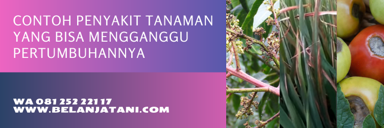 manfaat fungisida copcide 77 wp, copcide 77 wp, copcide 77, kegunaan fungisida copcide, fungisida berbahan aktif tembaga