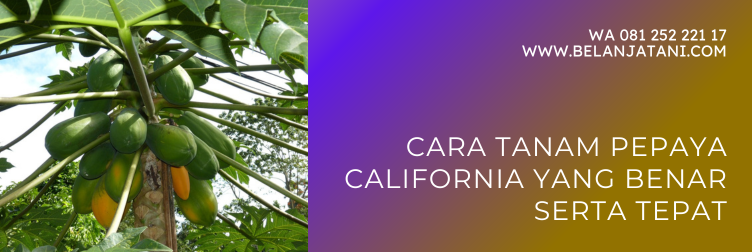 cara menanam pepaya, cara budidaya pepaya california, cara menanam pepaya california, cara tanam pepaya, cara menanam pepaya california dari biji