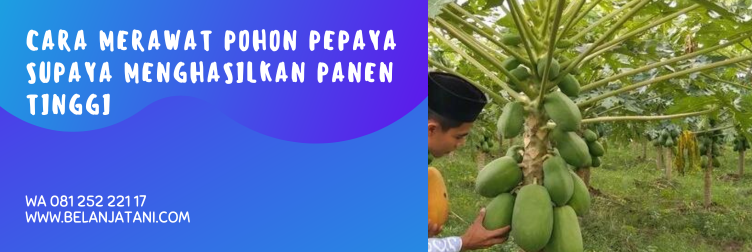 cara menanam pepaya, cara budidaya pepaya california, cara menanam pepaya california, cara tanam pepaya, cara menanam pepaya california dari biji