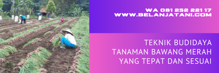 gandasil b manfaat, pupuk gandasil b, kandungan gandasil b, pupuk untuk bawang merah, cara pemupukan bawang merah