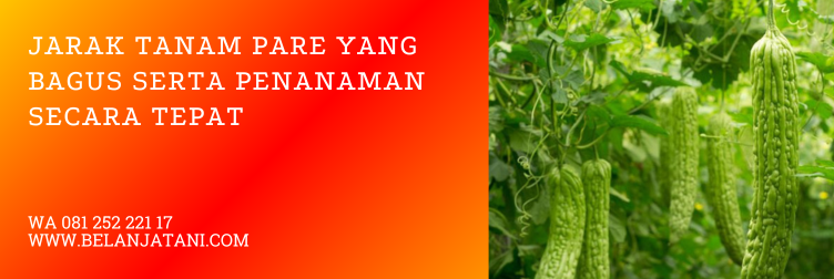 jarak tanam pare, jarak tanaman pare, budidaya pare, pohon pare, cara menanam pare agar berbuah lebat