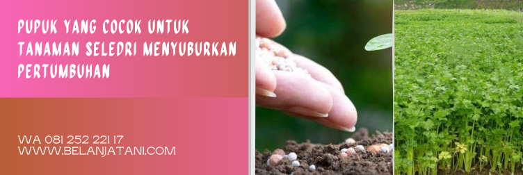pupuk untuk seledri, tanaman seledri, cara menanam seledri agar tumbuh subur, pupuk penyubur seledri, cara merawat tanaman seledri