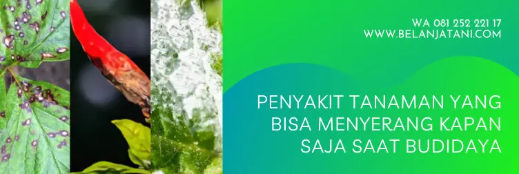 bahan aktif amistartop 250 ml, bahan aktif fungisida amistartop, fungsi amistartop, amistartop fungisida, harga amistartop