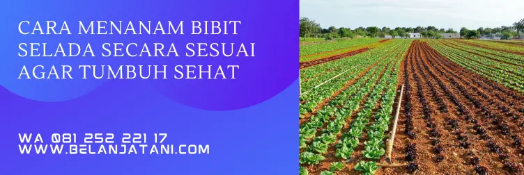 cara menanam selada, jarak tanam selada, menanam selada, budidaya selada, cara tanam selada