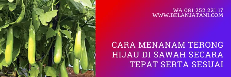 cara menanam terong, cara menanam terong hijau, tanaman terong hijau, budidaya tanaman terong, bibit terong hijau