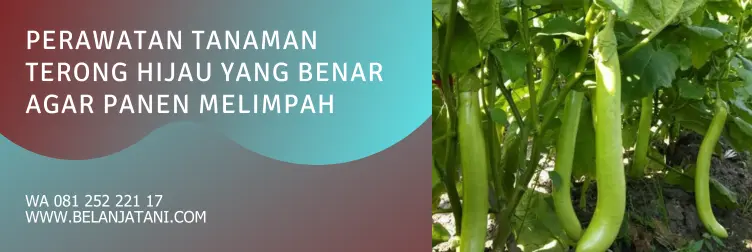 cara menanam terong, cara menanam terong hijau, tanaman terong hijau, budidaya tanaman terong, bibit terong hijau