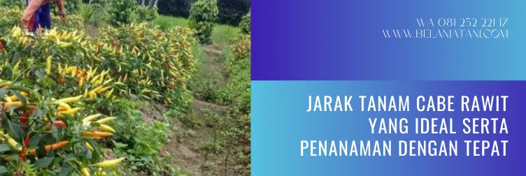 jarak tanam cabe rawit, jarak tanaman cabe rawit, jarak tanam cabe, budidaya cabe rawit, jarak tanam cabe rawit pakai mulsa