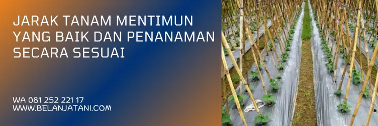 budidaya mentimun, cara menanam mentimun, jarak tanam mentimun, jarak tanaman mentimun, cara menanam mentimun dari biji