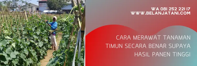 budidaya mentimun, cara menanam mentimun, jarak tanam mentimun, jarak tanaman mentimun, cara menanam mentimun dari biji
