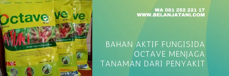 manfaat fungisida octave, octave fungisida, bahan aktif fungisida untuk layu fusarium, fungisida sistemik untuk layu fusarium, belanja tani