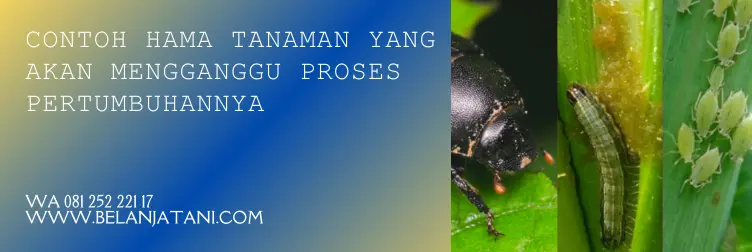 bahan aktif marshal, marshal insektisida, dosis marshal per tangki, harga insektisida marshal, BELANJA TANI