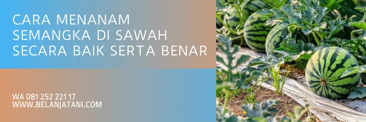 Jual Benih Tanaman Semangka Kualitas Terbaik Berharga Murah | Belanja Tani menanam semangka, cara menanam semangka dari biji, budidaya semangka, cara menanam semangka agar buahnya besar, belanja tani