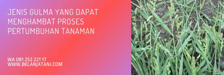calaris, calaris herbisida, herbisida untuk jagung, dosis calaris per tangki, belanja tani