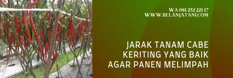 jarak tanam cabe, jarak tanaman cabe, cara menanam cabe keriting, tanaman cabe keriting, BELANJA TANI