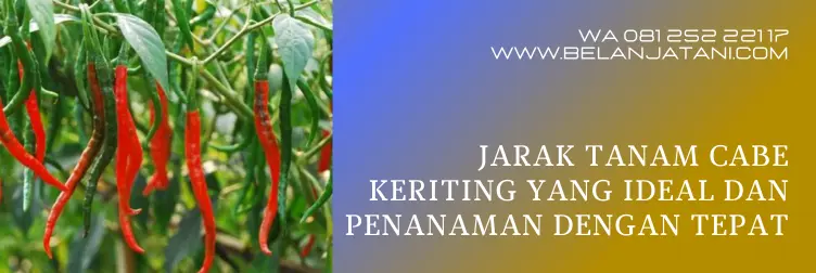 jarak tanam cabe, jarak tanaman cabe, cara menanam cabe keriting, tanaman cabe keriting, BELANJA TANI
