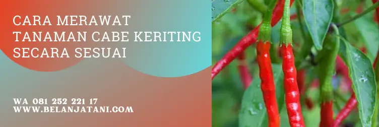 jarak tanam cabe, jarak tanaman cabe, cara menanam cabe keriting, tanaman cabe keriting, BELANJA TANI