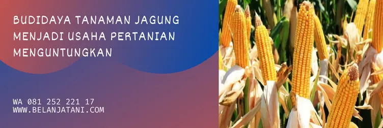 jarak tanam jagung bisi-18, jarak tanam jagung, jagung bisi 18, cara menanam jagung bisi 18 yang benar, BELANJA TANI