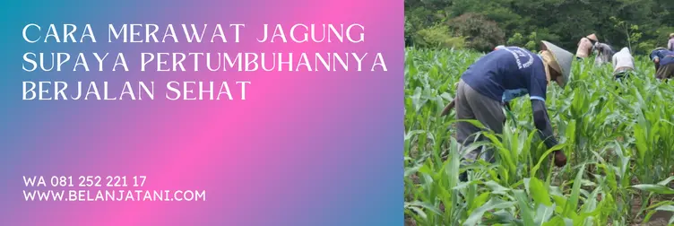 jarak tanam jagung bisi-18, jarak tanam jagung, jagung bisi 18, cara menanam jagung bisi 18 yang benar, BELANJA TANI