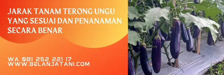 cara tanam terong ungu, jarak tanam terong, jarak tanam terong ungu yang ideal, cara tanam terong, belanja tani