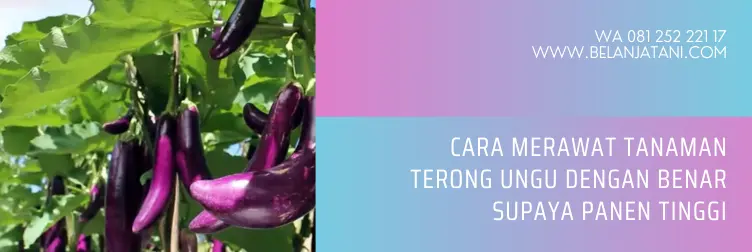 cara tanam terong ungu, jarak tanam terong, jarak tanam terong ungu yang ideal, cara tanam terong, belanja tani