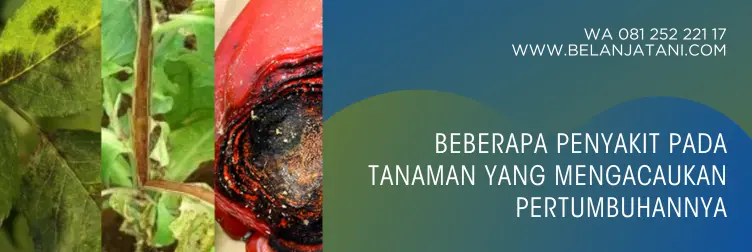 harga fungisida pemulus, pemulus produk basf, fungisida pemulus, fungisida berbahan aktif belerang, fungisida kontak terbaik