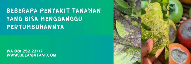 infinito fungisida, infinito bayer, infinito, manfaat fungisida, BELANJA TANI