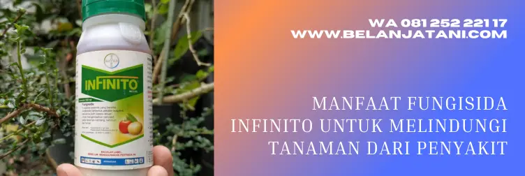 infinito fungisida, infinito bayer, infinito, manfaat fungisida, BELANJA TANI