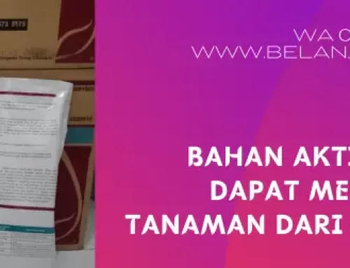 Bahan Aktif Bion M Dapat Melindungi Tanaman Dari Penyakit