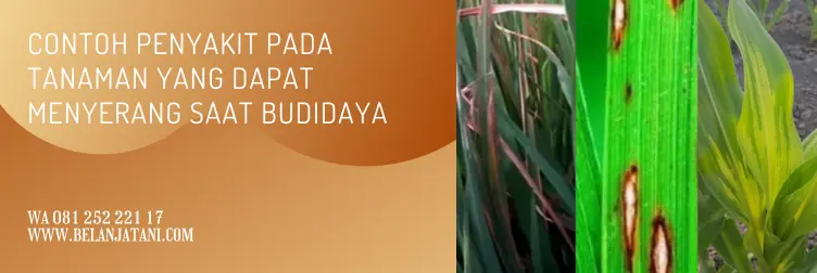 nordox, nordox fungisida, bahan aktif fungisida nordox, cara penggunaan nordox, BELANJA TANI