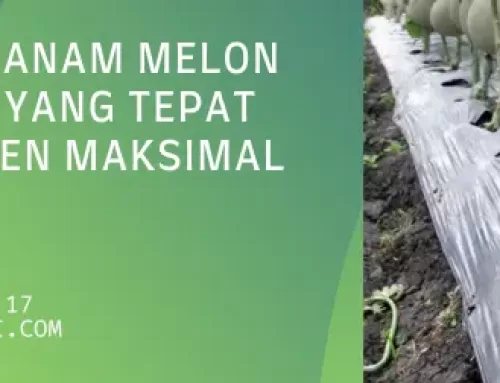 Cara Menanam Melon Di Sawah Yang Tepat Agar Panen Maksimal