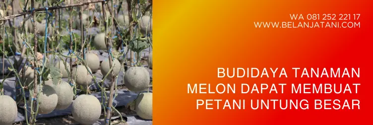 cara menanam melon, cara menanam melon untuk pemula, cara menanam melon dari bijinya, tanam melon, BELANJA TANI