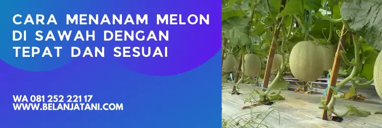 Jual Benih Tanaman Melon Harga Murah Berkualitas Terbaik | Belanja Tani cara menanam melon, cara menanam melon untuk pemula, cara menanam melon dari bijinya, tanam melon, BELANJA TANI