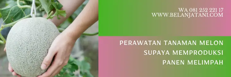 cara menanam melon, cara menanam melon untuk pemula, cara menanam melon dari bijinya, tanam melon, BELANJA TANI