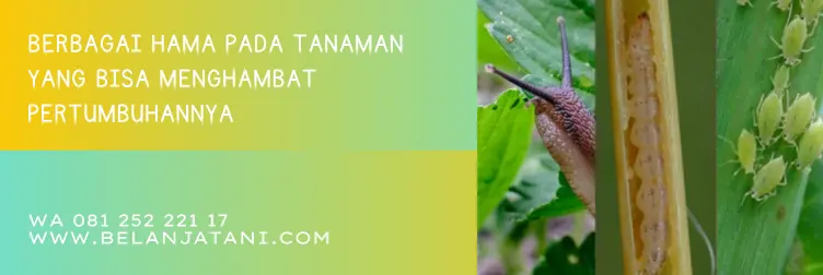 furadan, cara memakai furadan, cara penggunaan furadan, cara pakai furadan, BELANJA TANI