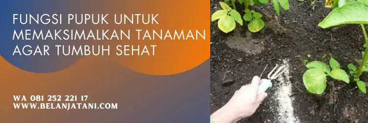 pupuk kno3 merah, kno merah, fungsi kno3 merah, penyemprotan kno3 merah, BELANJA TANI