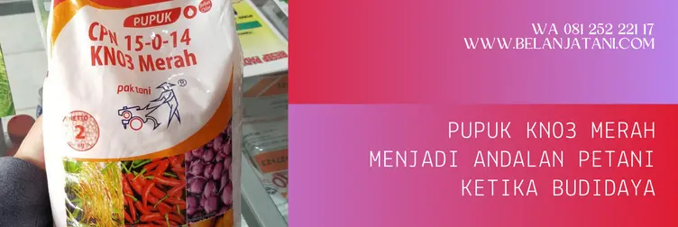 pupuk kno3 merah, kno merah, fungsi kno3 merah, penyemprotan kno3 merah, BELANJA TANI