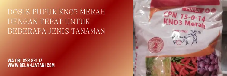 pupuk kno3 merah, kno merah, fungsi kno3 merah, penyemprotan kno3 merah, BELANJA TANI