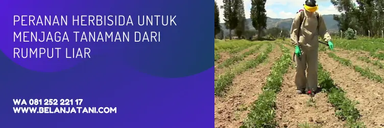 topshot, topshot obat rumput, top shot herbisida, dosis herbisida topshot per tangki, BELANJA TANI