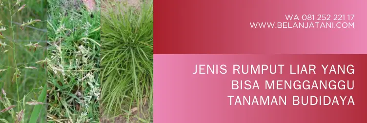 topshot, topshot obat rumput, top shot herbisida, dosis herbisida topshot per tangki, BELANJA TANI